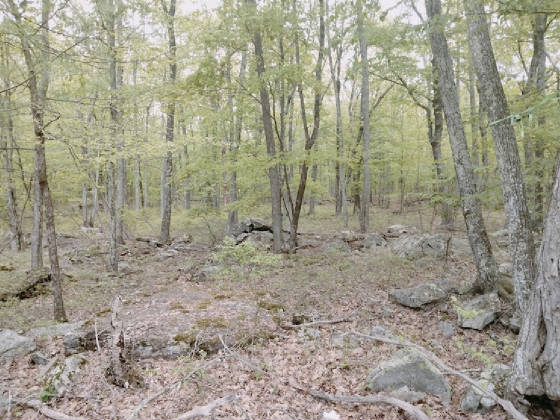 1047stateforest.jpg