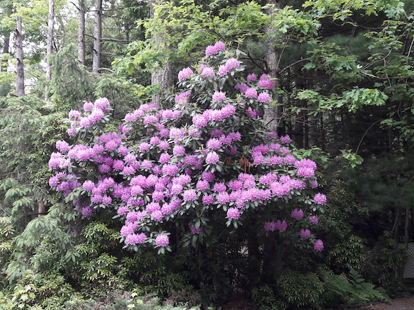 rhododendron.jpg